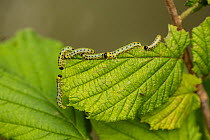 Group of Hazel sawfly (Craesus septentrionalis) caterpillars crawling on Hazel (Corylus avellana) leaf, Roundhill Wood, Heart of England Forest, Worcestershire, UK. August.