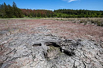 Dessicated Bulbous rush (Juncus bulbosus) on dried up lake bed of Llyn Sarnau, Gwydir Forest Park, near Betws-y-coed, Snowdonia National Park, Wales, UK. June, 2023.