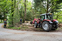 Tractor removing felled Ash (Fraxinus excelsior) trunks infected with Ash Dieback Disease (Hymenoscyphus pseudofraxineus) from ancient semi-natural woodland, Herefordshire Plateau, England, UK. June,...