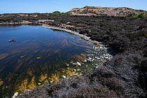 Parys Mountain copper mine old sampling pool surrounded by Heather (Calluna vulgaris), near Almwych, Anglesley, Wales, UK. June, 2023.