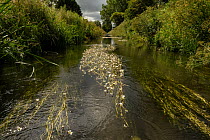 River crowfoot (Ranunculus fluitans) in flower, River Lugg SSSI, Leominster, Herefordshire, England, UK. July.