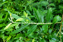Rusty sallow (Salix cinerea oleifolia) leaves and stipules, River Lugg floodplain, Herefordshire, England, UK. June.