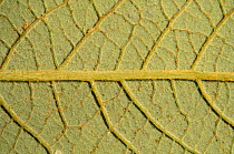 Close up of underside of Rusty sallow (Salix cinerea subspecies oleifolia) leaf showing hairs and veins, magnified x10, River Lugg floodplain, Herefordshire, England, UK. June.