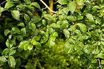 Small-leaved elm / Field elm (Ulmus minor) leaves in hedgerow, Rutland, Leicestershire, England, UK, July. Focus stacked.