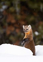 American pine marten (Martes americana) standing on hind legs in deep snow, Yellowstone National Park, USA. January.