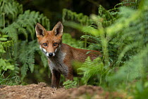 Red fox (Vulpes vulpes) cub standing among Bracken (Pteridium aquilinum), Dumfries & Galloway, Scotland, UK. August.