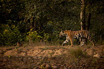 Tiger (Panthera tigris) female, walking along edge of forest, Bandhavgarh National Park, Madhya Pradesh, India. Endangered.