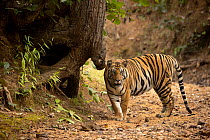Tiger (Panthera tigris) male, portrait, Bandhavgarh National Park, Madhya Pradesh, India. Endangered.