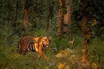 Tiger (Panthera tigris) male, walking through forest in late evening light, Bandhavgarh National Park, Madhya Pradesh, India. Endangered.