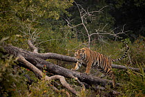 Tiger (Panthera tigris) male, climbing over fallen tree, Bandhavgarh National Park, Madhya Pradesh, India. Endangered.