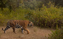 Tiger (Panthera tigris) male, walking, portrait, Bandhavgarh National Park, Madhya Pradesh, India. Endangered.