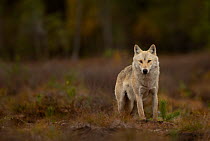 Grey wolf (Canis lupus) alpha male, portrait, Finland. September