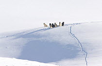 Grey wolf (Canis lupus) pack resting on a snow ledge, Hayden Valley, Yellowstone National Park, USA. January.