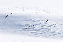 Grey wolf (Canis lupus) pack walking through deep snow, Hayden Valley, Yellowstone National Park, USA. January.