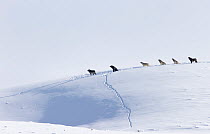 Grey wolf (Canis lupus) pack sitting in a line on a snow ledge, howling, Hayden Valley, Yellowstone National Park, USA, January.