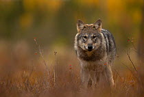 Grey wolf (Canis lupus) standing in long grass, Finland. September.