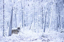Grey wolf (Canis lupus) standing among trees in snow-covered forest, Finland. November.