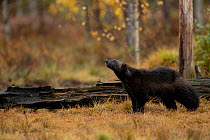 Wolverine (Gulo gulo) standing in autumnal forest habitat, Finland. September.