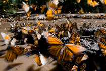 Large group of Monarch butterflies (Danaus plexippus) drinking from a puddle, El Rosario reserve, Mexico. Wildlife Photographer of the Year Competition 2010 - Highly Commended - Behaviour: Cold Bloode...
