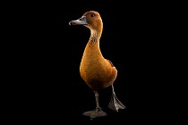 Fulvous whistling duck (Dendrocygna bicolor) portrait, Caldwell Zoo, Texas, USA. Captive.