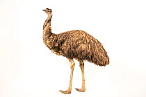 Emu (Dromaius novaehollandiae novaehollandiae) male, portrait, Tracy Aviary and Botanical Gardens, Utah. Captive, occurs in Australia.