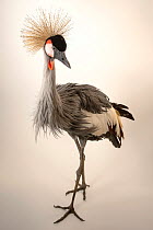 South African crowned crane (Balearica regulorum regulorum) portrait, Parc des Oiseaux, France. Captive, occurs in southern Africa. Endangered.