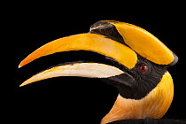 Great hornbill (Buceros bicornis) head portrait, Houston Zoo. Captive, occurs in India and Southeast Asia.