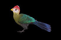 Red-crested turaco (Tauraco erythrolophus) portrait, Tracy Aviary and Botanical Gardens, Utah. Captive, occurs in western Angola.