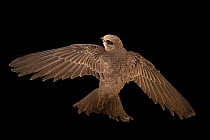Pallid swift (Apus pallidus brehmorum) spreadig its wings, portrait, Parque Biologicoin Vila Nova de Gaia, Portugal. Captive.