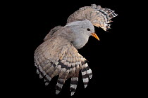 Kagu (Rhynochetos jubatus) spreading its wings, portrait, Houston Zoo. Captive, occurs in New Caledonia. Endangered.