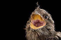 Tawny frogmouth (Podargus strigoides strigoides) chick, aged two months, with mouth open, head portrait, Parc des Oiseaux, France. Captive, occurs in Australia.