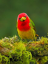 Red-headed barbet (Eubucco bourcierii) perched on branch in cloud forest, Ecuador.