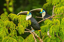 White-throated toucan (Ramphastos tucanus) pair, perched in tree in Amazon rainforest, Ecuador.
