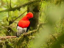Andean cock of the rock (Rupicola peruvianus sanguinolentus) male at lek in cloud forest, Ecuador.