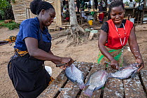 Two women descaling and gutting fish at fish market, Lake Victoria, Uganda. November, 2022.