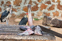 Two Marabou storks (Leptoptilos crumenifer) scavenging for fish scraps at fish market, Lake Victoria, Uganda.