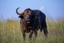 Cape buffalo (Syncerus caffer caffer) portrait, Murchison Falls National Park, Uganda.