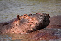 RF - Hippopotamus (Hippopotamus amphibius) wallowing in river, resting head on back of another Hippo, Nile River, Murchison Falls National Park, Uganda. (This image may be licensed either as rights ma...