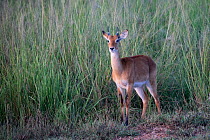 Oribi (Ourebia ourebi) standing n long grass, Murchison Falls National Park, Uganda.