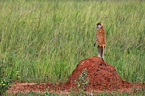 Patas monkey (Erythrocebus patas) standing alert on top of termite mound, Murchison Falls National Park, Uganda.