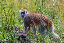 Patas monkey (Erythrocebus patas) walking through long grass, Murchison Falls National Park, Uganda.