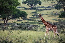 Rothschild's giraffe (Giraffa camelopardalis rothschildi) walking across savanna landscape, Uganda.