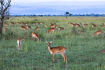 Ugandan kob (Kobus kob thomasi) herd grazing in grassland, Murchison Falls National Park, Uganda.