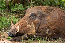 Warthog (Phacochoerus africanus) resting, portrait, Uganda.