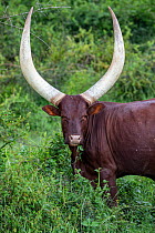 Ankole cattle feeding on leaves, Mburo National Park, Uganda.