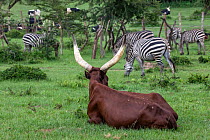 Ankole cattle resting on grassland with Zebra (Equus quagga) herd grazing behind, Mburo National Park, Uganda.