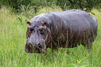 Hippopotamus (Hippopotamus amphibius) standing in grass, portrait, Mburo National Park, Uganda.