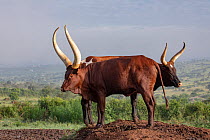 Two Ankole cattle standing on mound, Mburo National Park Uganda.