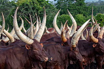 RF - Ankole cattle herd, Mburo National Park, Uganda. (This image may be licensed either as rights managed or royalty free.)