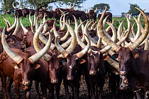 Ankole cattle herd, Mburo National Park, Uganda.